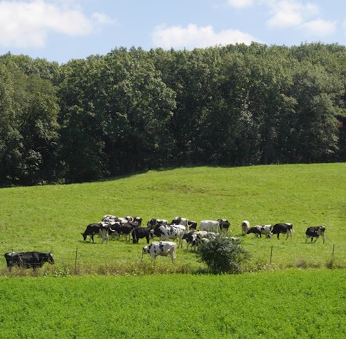 cows in a field 